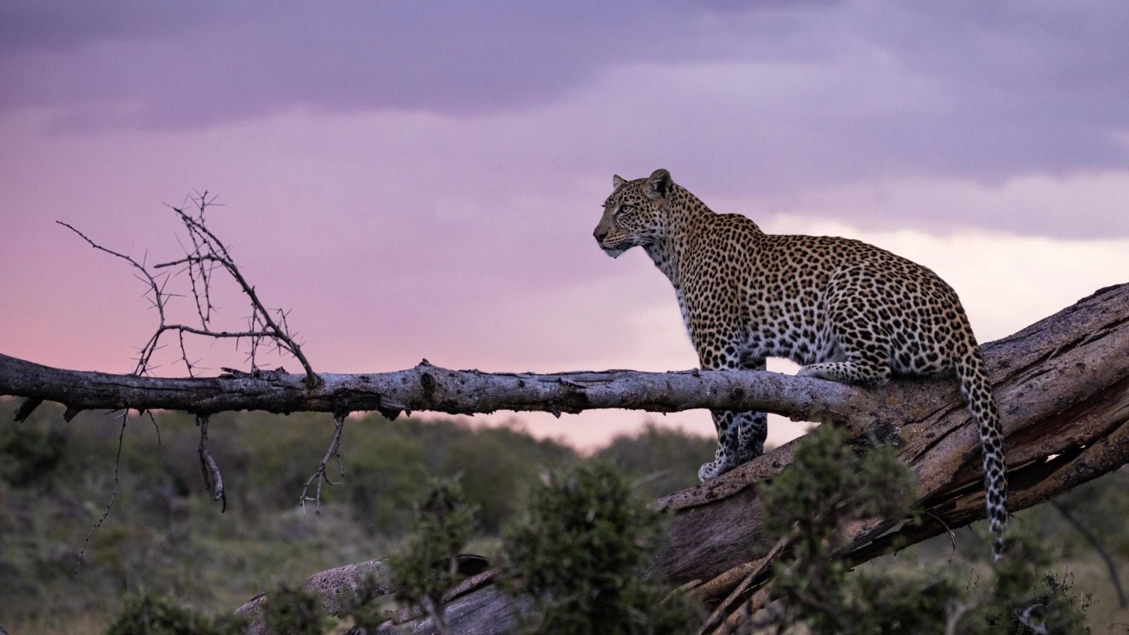 Kenya’da Safari, Konfor ve Vahşi Doğa Bir Arada 