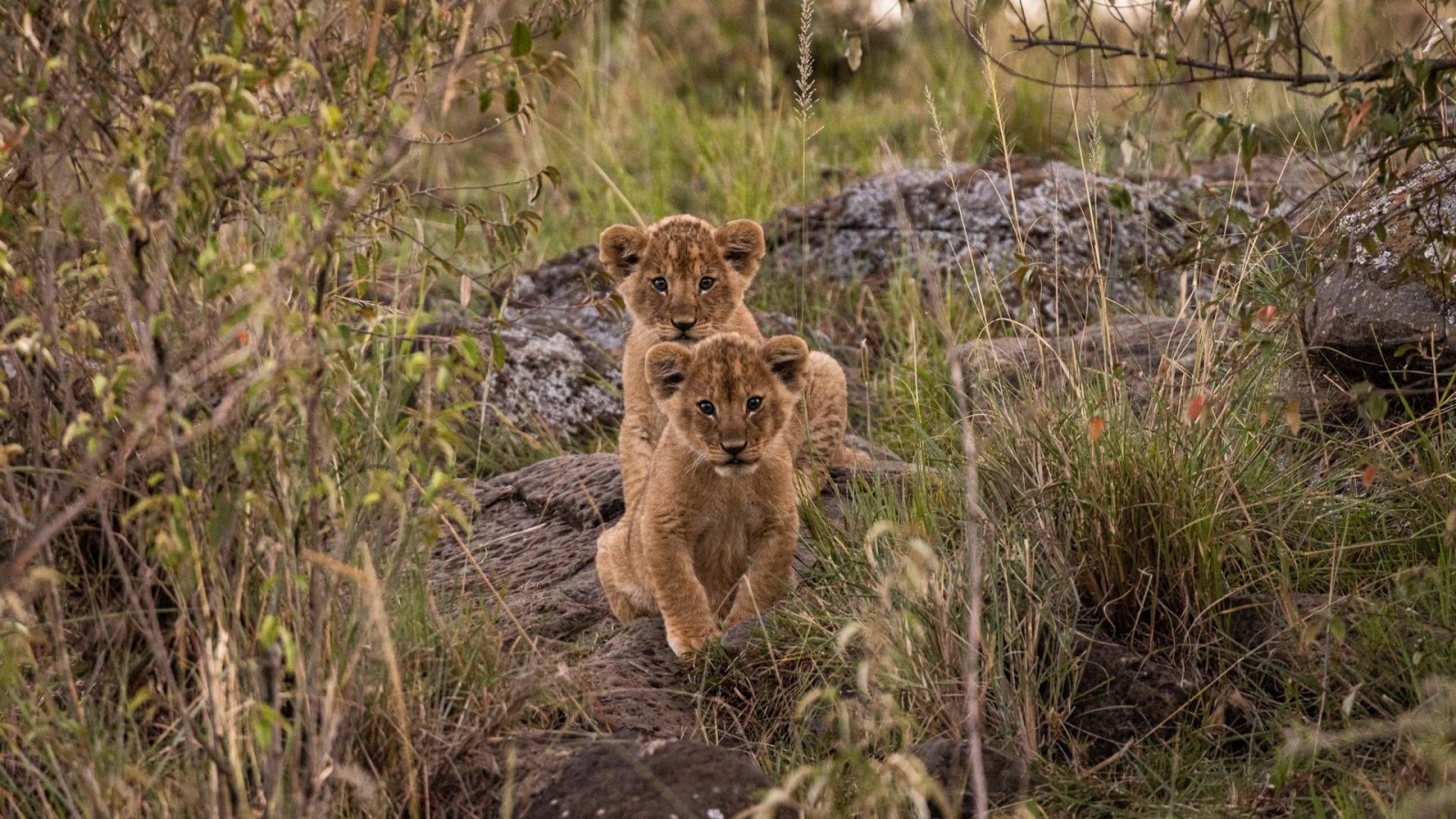 Kenya’da Safari, Konfor ve Vahşi Doğa Bir Arada 