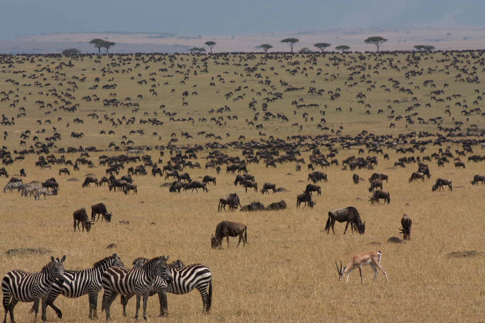 Kenya’da Safari, Konfor ve Vahşi Doğa Bir Arada 