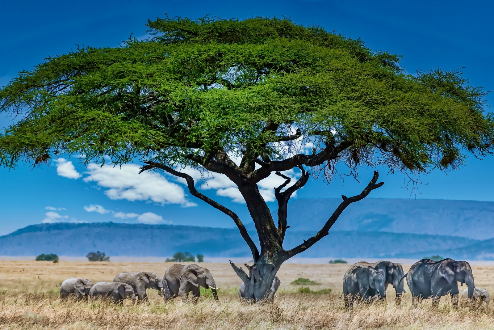 Kenya’da Safari, Konfor ve Vahşi Doğa Bir Arada 