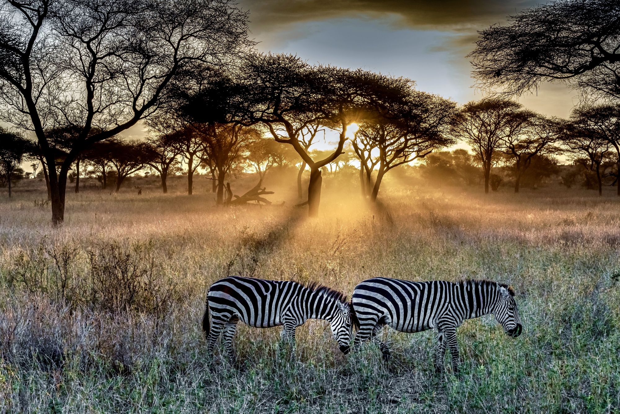 Kenya’da Safari, Konfor ve Vahşi Doğa Bir Arada 